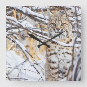 Horloge Carrée USA, Wyoming, Bobcat assis dans la neige