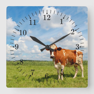 Horloge Carrée Vache curieuse debout sur la prairie.