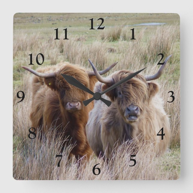 Horloge Carrée Vaches écossaises des Highlands (Recto)