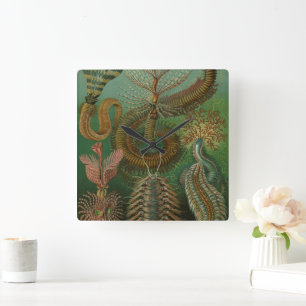 Horloge Carrée Vers Annélides Chaetopoda par Ernst Haeckel