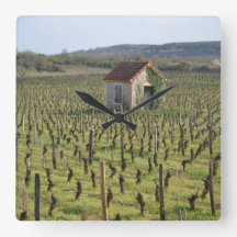 Vignoble en Bourgogne