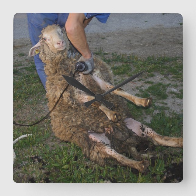 Horloge Carrée Vis du mouton (Recto)