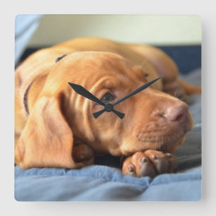 Horloge Carrée Vizslay Puppy Resting On Its Paw