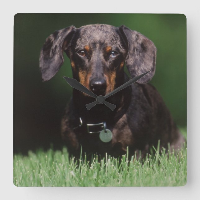 Horloge Carrée Vue de Dachshund couleur panachée (Recto)