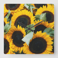 Washington, Seattle, Tournesol en vente de brochet
