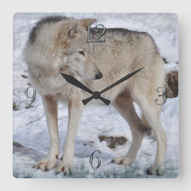 Horloge Carrée White Arctic Wolf and Snow Wildlife Art Clock (Recto)