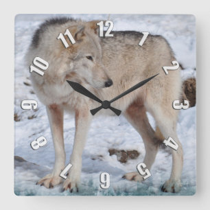 Horloge Carrée White Arctic Wolf and Snow Wildlife Art Clock