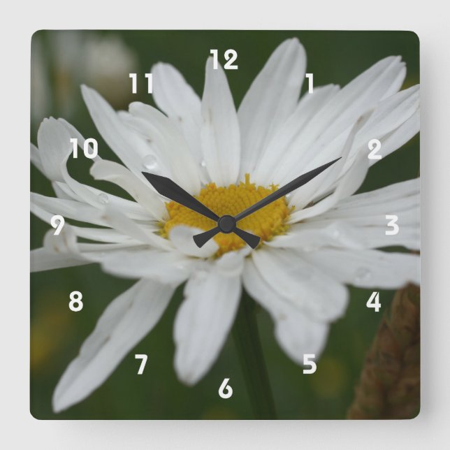 Horloge Carrée White Daisy Flower With Raindrops (Recto)
