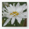 White Daisy Flower With Raindrops