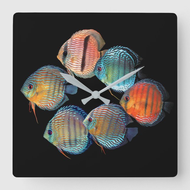 Horloge Carrée Wild Discus fish (Recto)