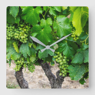 Horloge Carrée Wine Grapes Growing, France