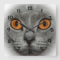 Yeux de chat