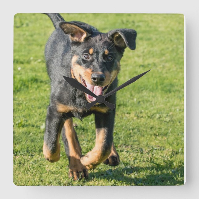 Horloge Carrée Young happy Beauceron sheepdog running in the gras (Recto)