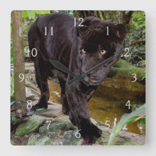 Horloge Carrée Zoo de la ville de Belize. Panthère noire