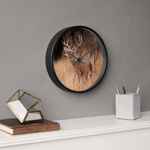 Horloge Cerf à queue blanche   Choke Canyon State Park, TX