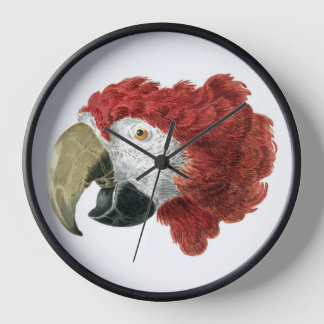 Horloge Chef d'une Macaw (1725-1792) Aert Schouman