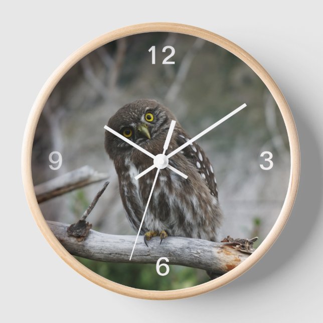 Horloge Chevêchette naine (Recto)