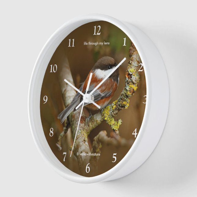 Horloge Chickadee Songbird dans l'arbre à dos de châtaigni (Angle)