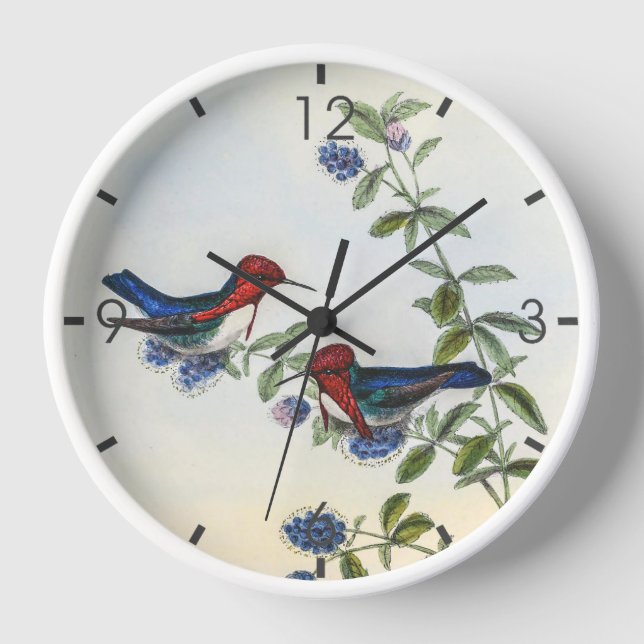 Horloge Colibri vintage par John Gould (Recto)