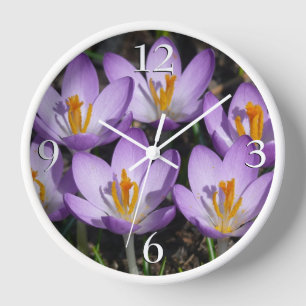 Horloge Crocus violets ensoleillés