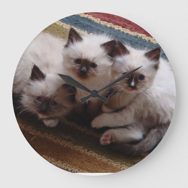 Horloge de chatons de Ragdoll (Recto)