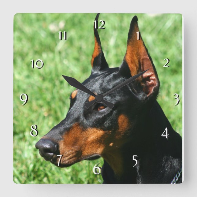 Horloge de chien de Pinscher de dobermann (Recto)