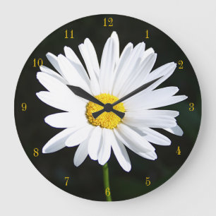 Horloge de marguerite de Shasta