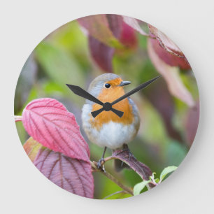 Horloge de Robin d'automne avec le feuille rouge