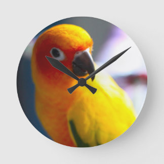 Horloge de Sun Conure