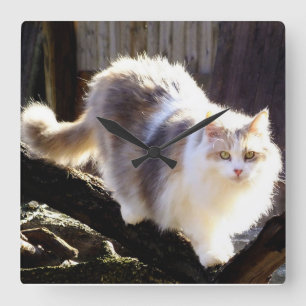 Horloge du chat-chat Calico Maine