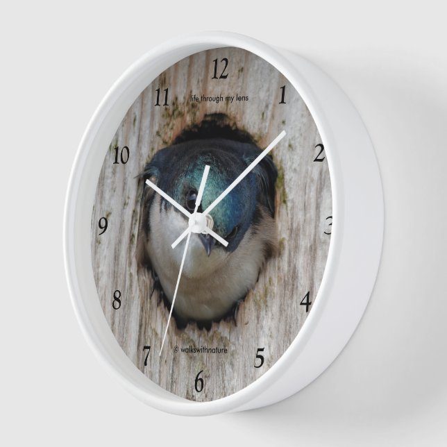 Horloge Hirondelle bicolore dans un nichoir (Angle)