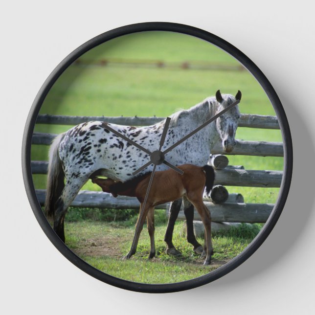 Horloge Jument Appaloosa et poulain (Recto)