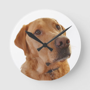 Horloge Labrador