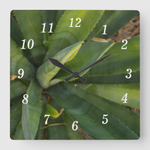 Horloge murale Aloe Vera