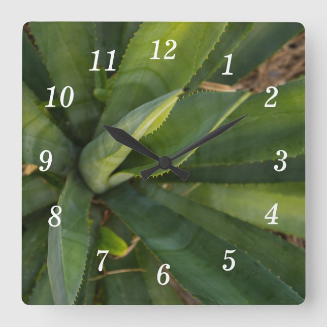 Horloge murale Aloe Vera (Recto)