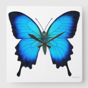 Horloge murale bleue de papillon de Papilio Ulysse