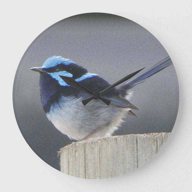 Horloge murale charmante du Superb Fairywren (Recto)