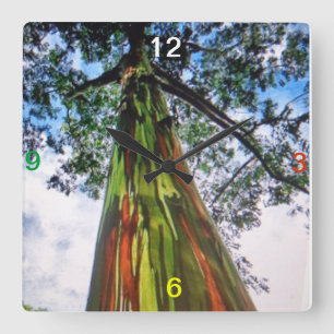 Horloge murale d'arbre d'eucalyptus d'arc-en-ciel
