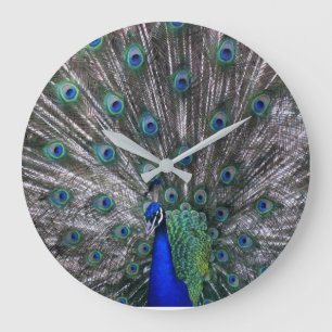 Horloge murale de paon