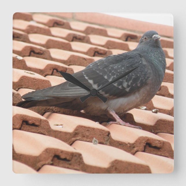 Horloge murale de pigeon sur le toit (Recto)