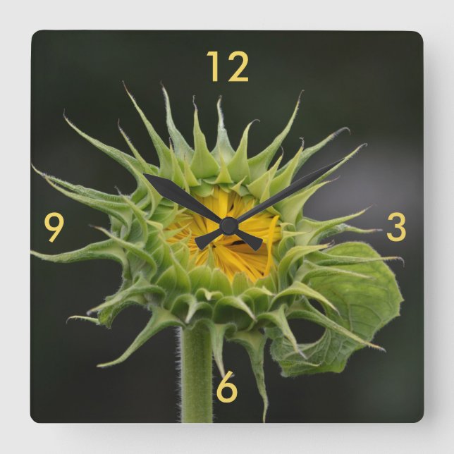 Horloge murale de Tournesol (Recto)