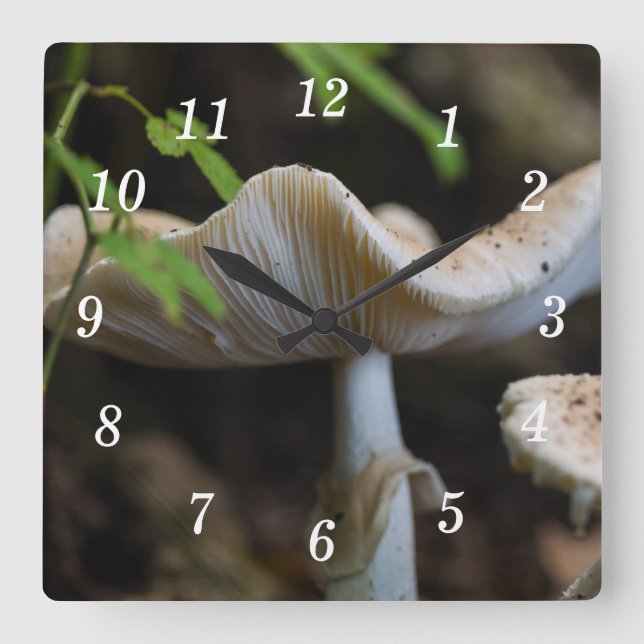 Horloge murale des parapluies de toadstool (Recto)