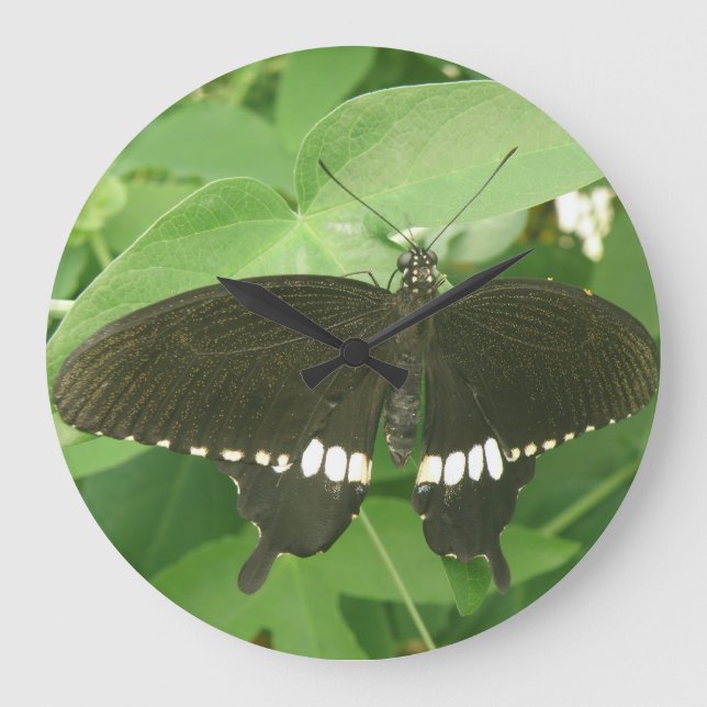 Horloge murale du papillon mormon commun (Recto)