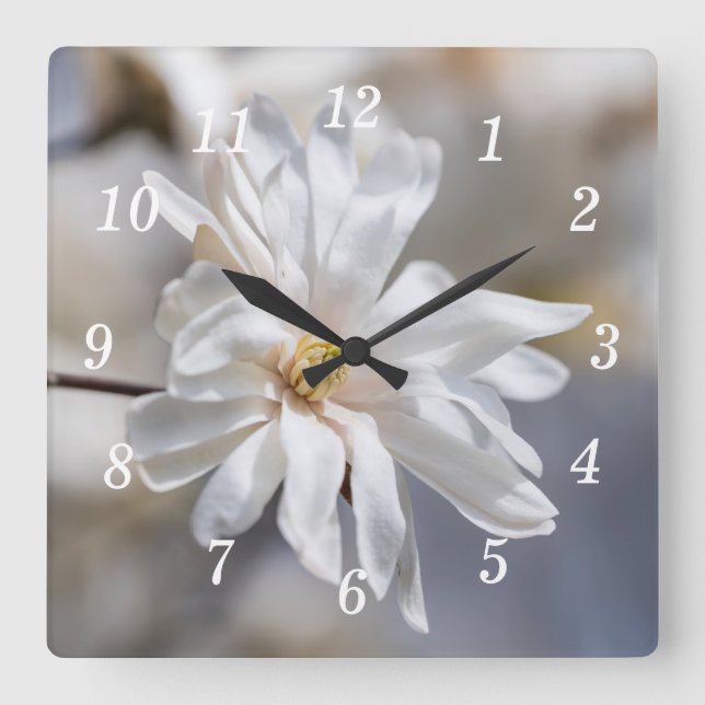 Horloge murale en fleurs de Star Magnolia (Recto)