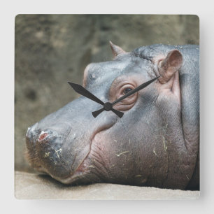 Horloge murale Hippopotame