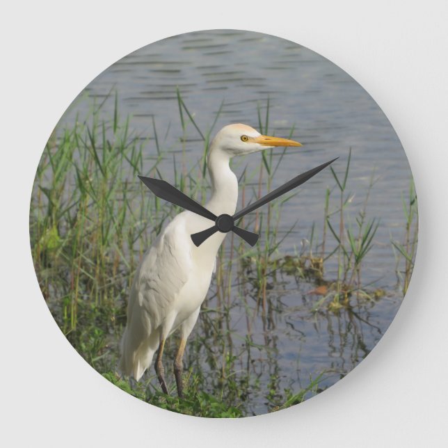 Horloge murale sur la faune de la Grande Aigrette  (Recto)
