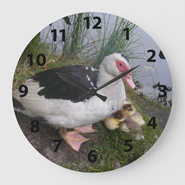 Horloge Muscovy Canard Et Canards (Recto)