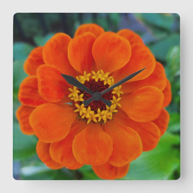 Horloge orange de fleurs de Zinnia (Recto)