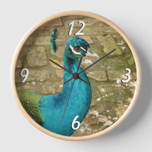 Horloge Peacock Beau Bleu Oiseau Nature Photographie