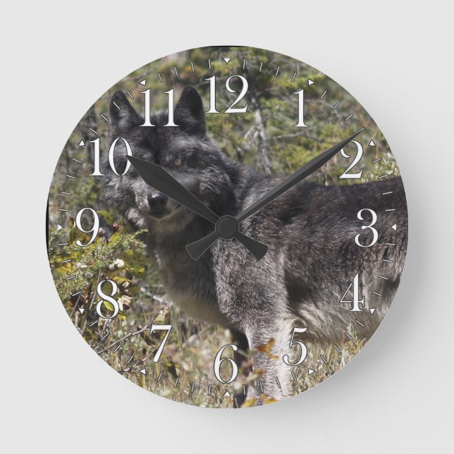 Horloge photo Loup gris foncé et pâturage forestie (Recto)